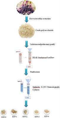 Extraction, isolation, structural characterization, and antioxidant activity of polysaccharides from elderberry fruit